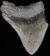 Partial, Megalodon Tooth - South Carolina #41149-1